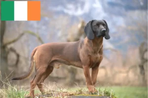 Read more about the article Bavarian Mountain Hound breeders and puppies in Ireland