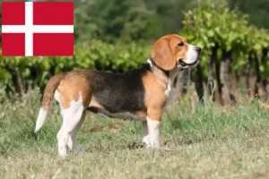 Read more about the article Beagle breeders and puppies in Denmark
