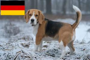 Read more about the article Beagle breeders and puppies in Germany