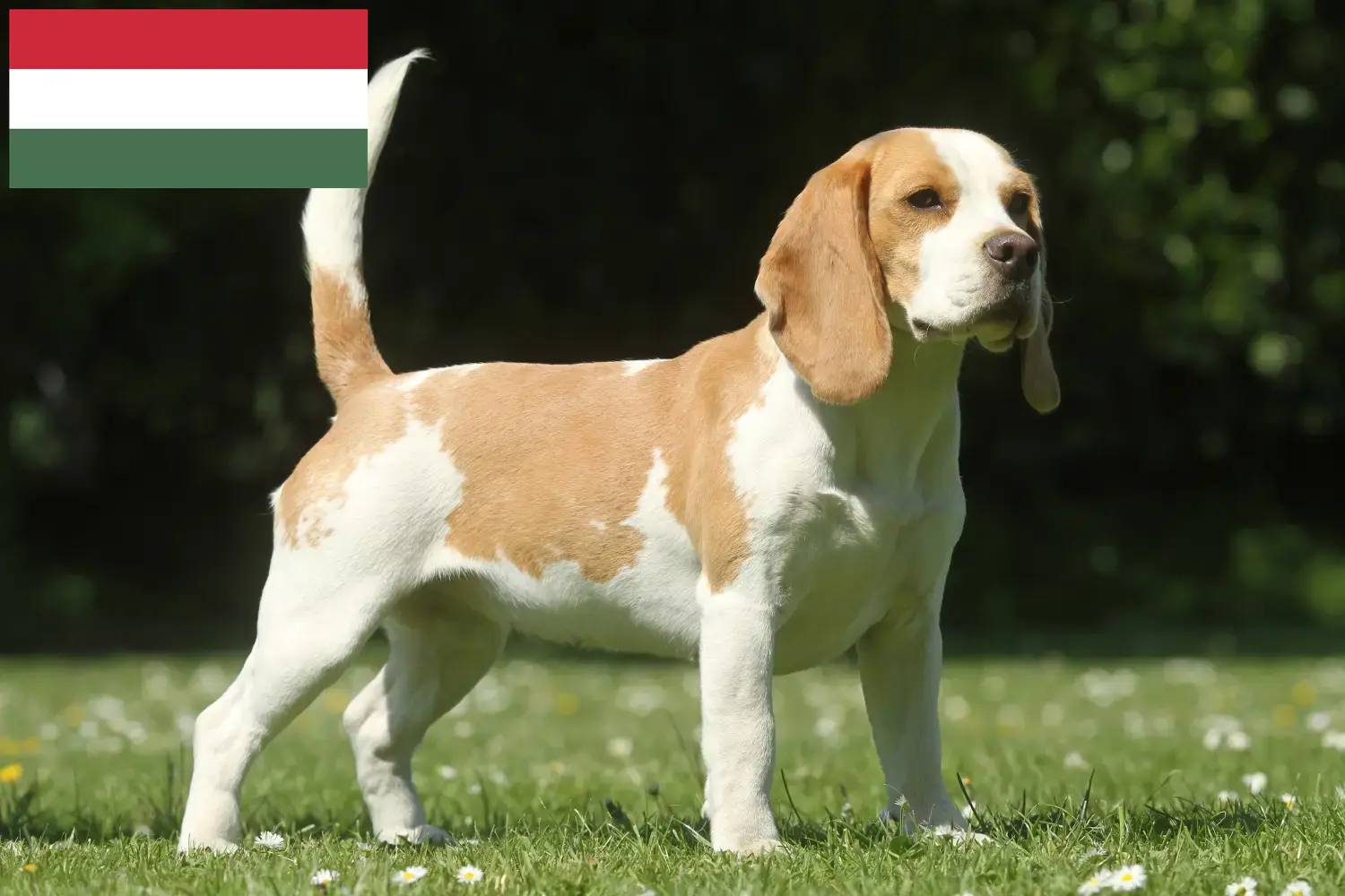 Read more about the article Beagle breeders and puppies in Hungary