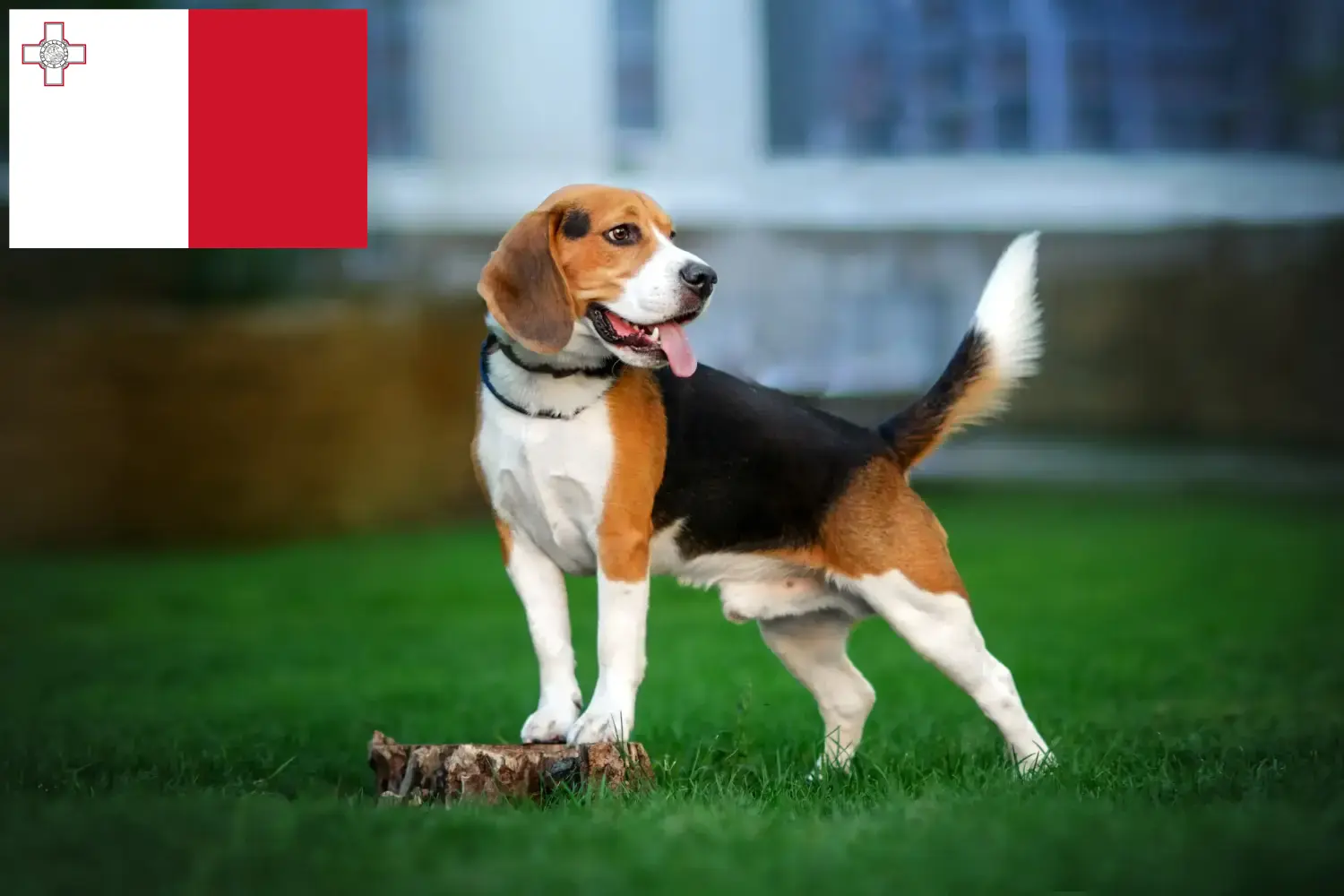 Read more about the article Beagle breeders and puppies in Malta