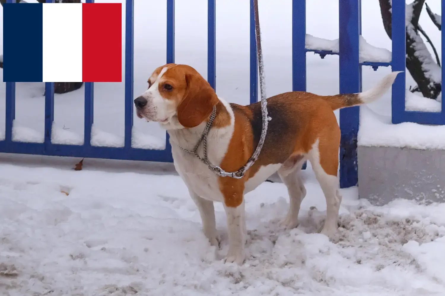 Read more about the article Beagle Harrier breeders and puppies in France