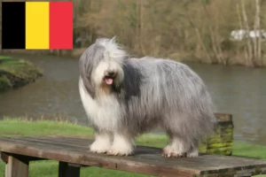 Read more about the article Bearded Collie breeders and puppies in Belgium
