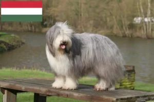 Read more about the article Bearded Collie breeders and puppies in Hungary