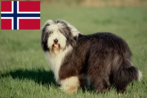 Read more about the article Bearded Collie breeders and puppies in Norway