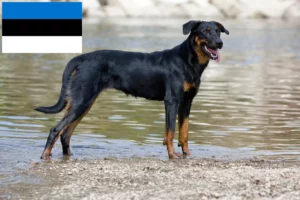 Read more about the article Beauceron breeders and puppies in Estonia