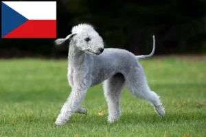 Read more about the article Bedlington Terrier breeders and puppies in the Czech Republic