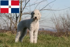 Read more about the article Bedlington Terrier breeders and puppies in Dominican Republic