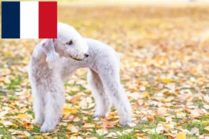 Read more about the article Bedlington Terrier breeders and puppies in France