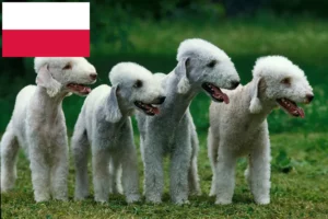 Read more about the article Bedlington Terrier breeders and puppies in Poland
