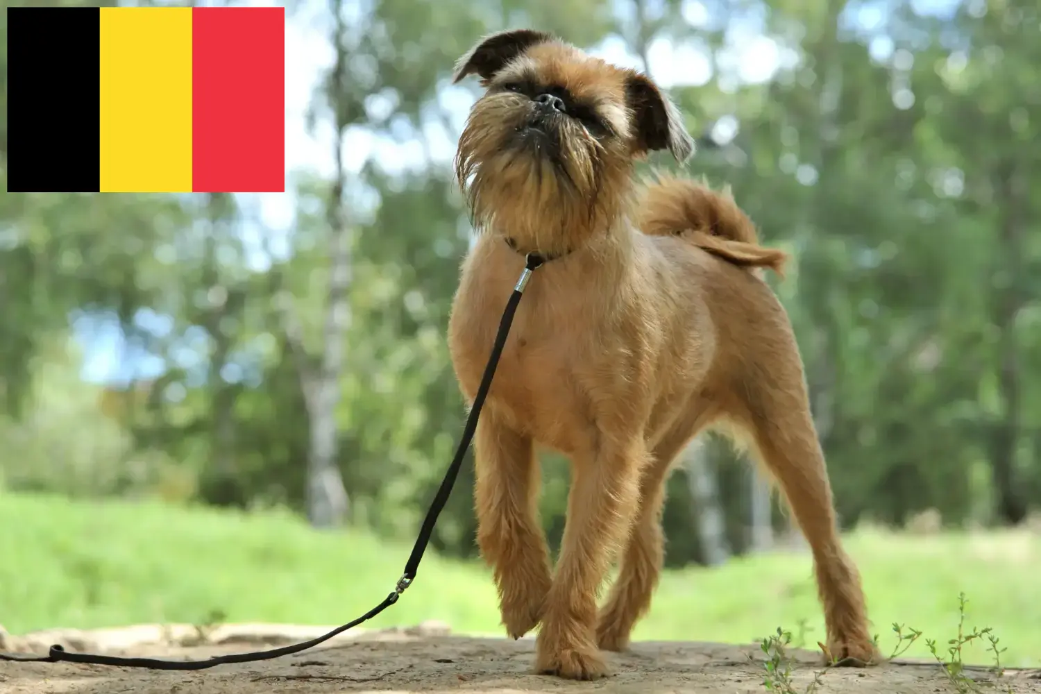 Read more about the article Belgian Dwarf Griffon breeder and puppies in Belgium