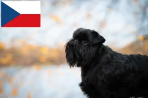 Read more about the article Belgian Dwarf Griffon breeder and puppies in the Czech Republic