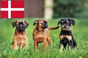 Read more about the article Belgian Dwarf Griffon breeder and puppies in Denmark