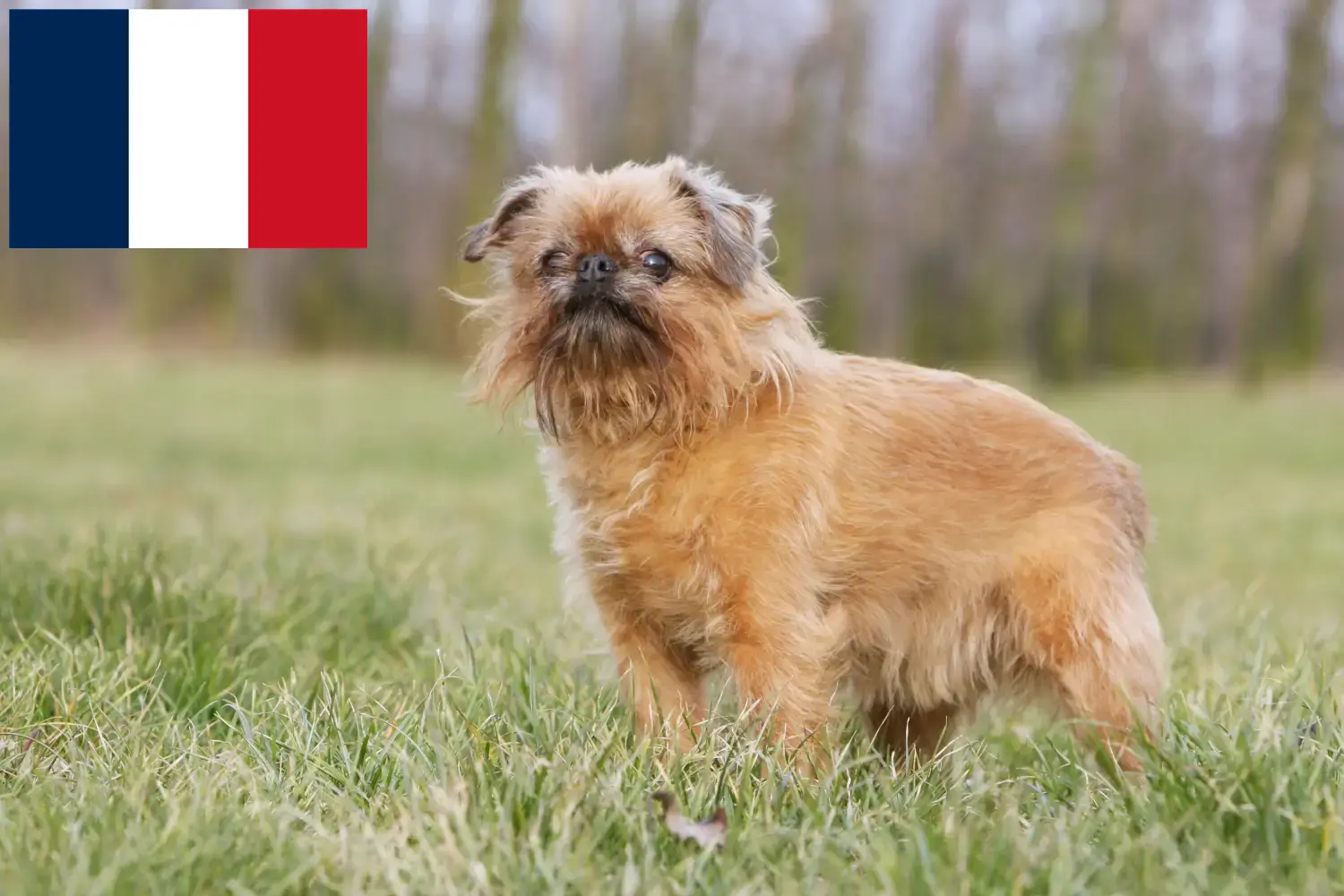 Read more about the article Belgian Dwarf Griffon breeders and puppies in France