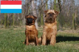 Read more about the article Belgian Dwarf Griffon breeder and puppies in Luxembourg