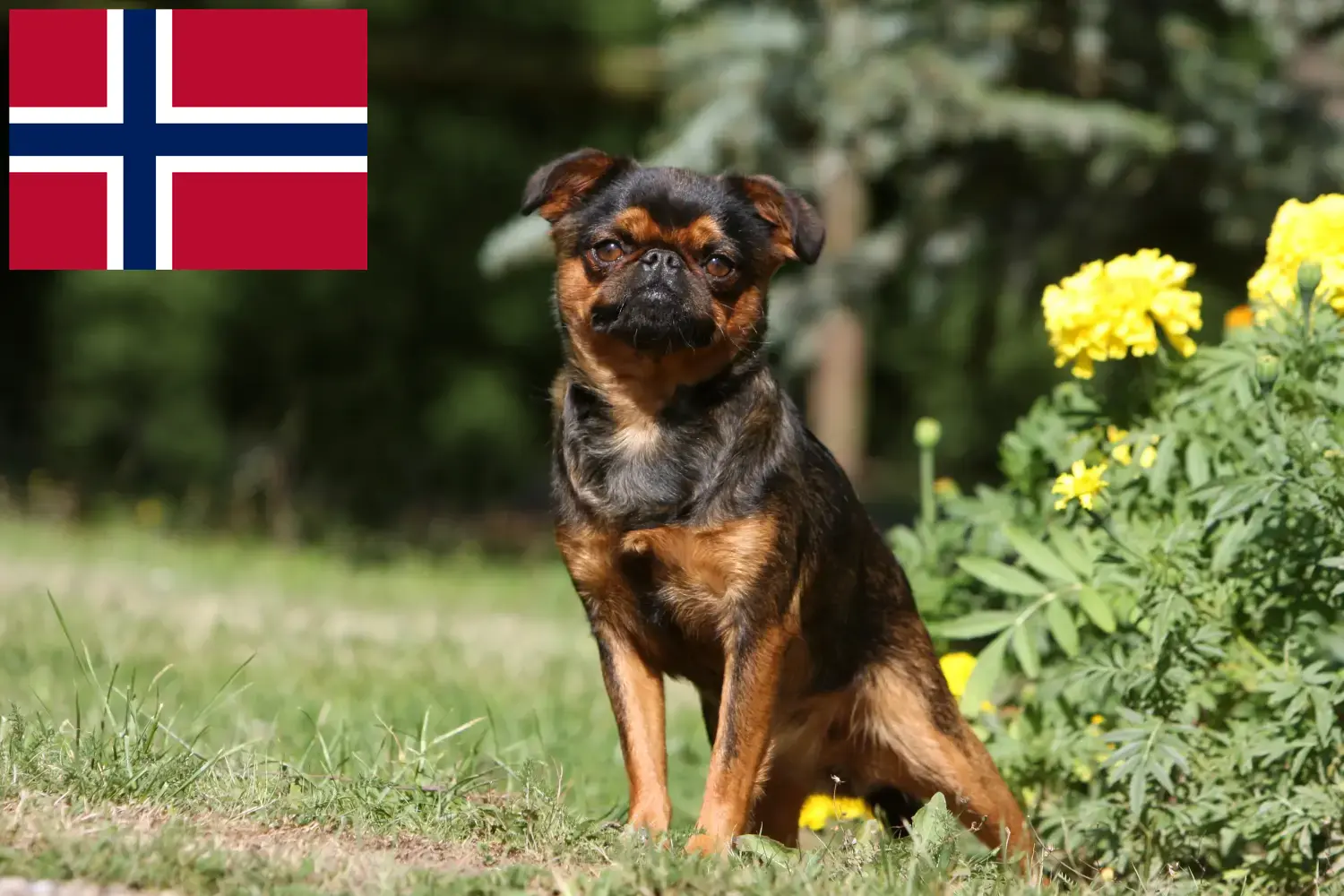 Read more about the article Belgian Dwarf Griffon breeders and puppies in Norway