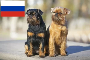 Read more about the article Belgian Dwarf Griffon breeders and puppies in Russia