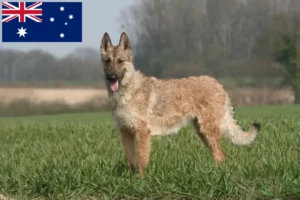 Read more about the article Belgian Shepherd Dog Breeder and Puppies in Australia