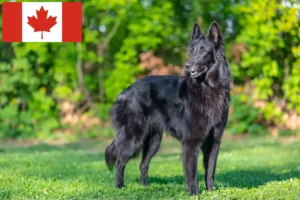 Read more about the article Belgian Shepherd Dog Breeder and Puppies in Canada