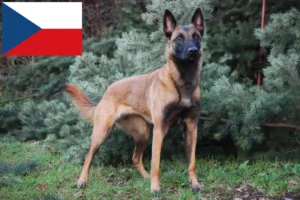 Read more about the article Belgian Shepherd Dog Breeder and Puppies in Czech Republic