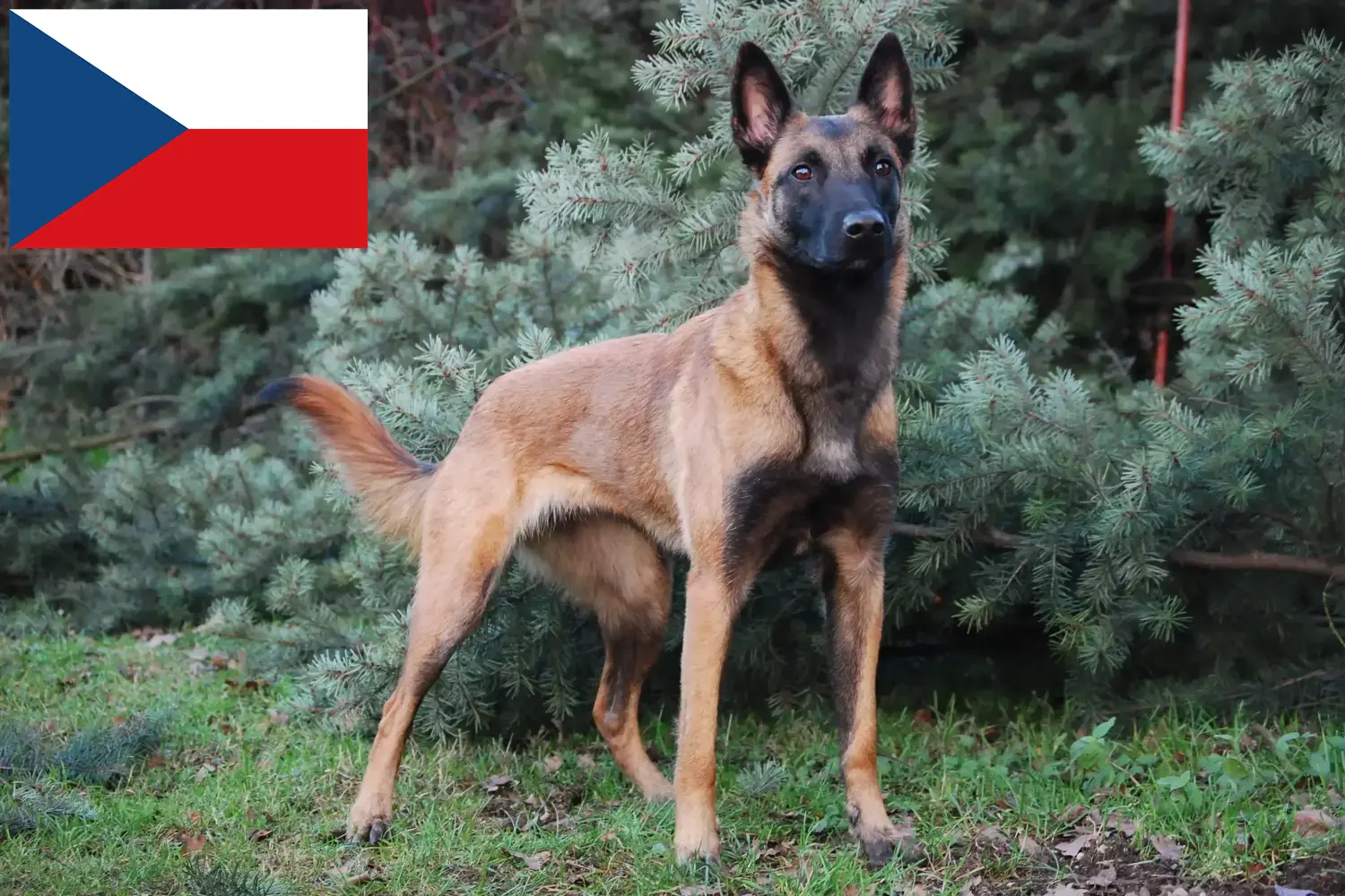 Read more about the article Belgian Shepherd Dog Breeder and Puppies in Czech Republic