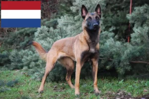 Read more about the article Belgian Shepherd breeders and puppies in the Netherlands