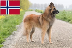 Read more about the article Belgian Shepherd Dog Breeder and Puppies in Norway