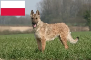 Read more about the article Belgian Shepherd Dog Breeder and Puppies in Poland