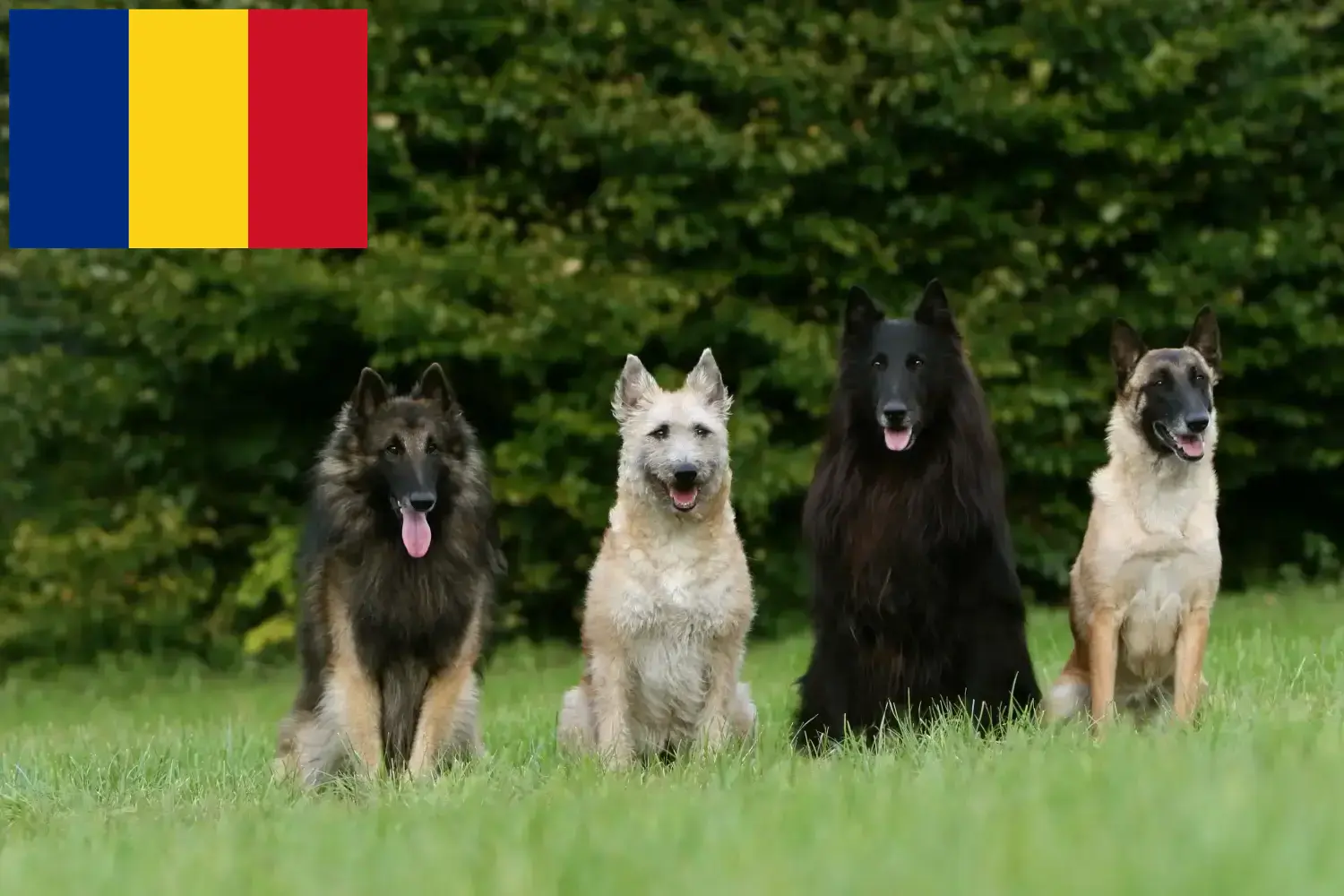 Read more about the article Belgian Shepherd Dog Breeder and Puppies in Romania