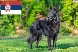 Read more about the article Belgian Shepherd Dog Breeder and Puppies in Serbia