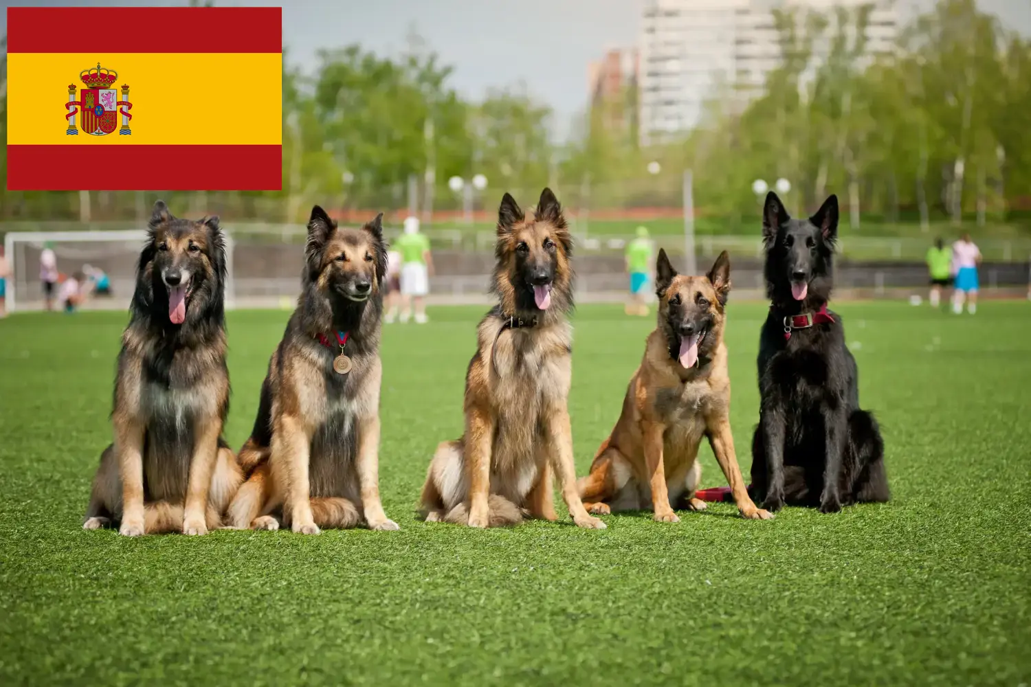 Read more about the article Belgian Shepherd Dog Breeder and Puppies in Spain