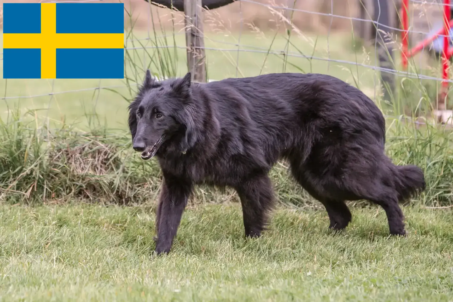 Read more about the article Belgian Shepherd Dog Breeder and Puppies in Sweden