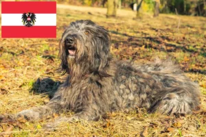 Read more about the article Bergamasco Shepherd Dog Breeders and Puppies in Austria