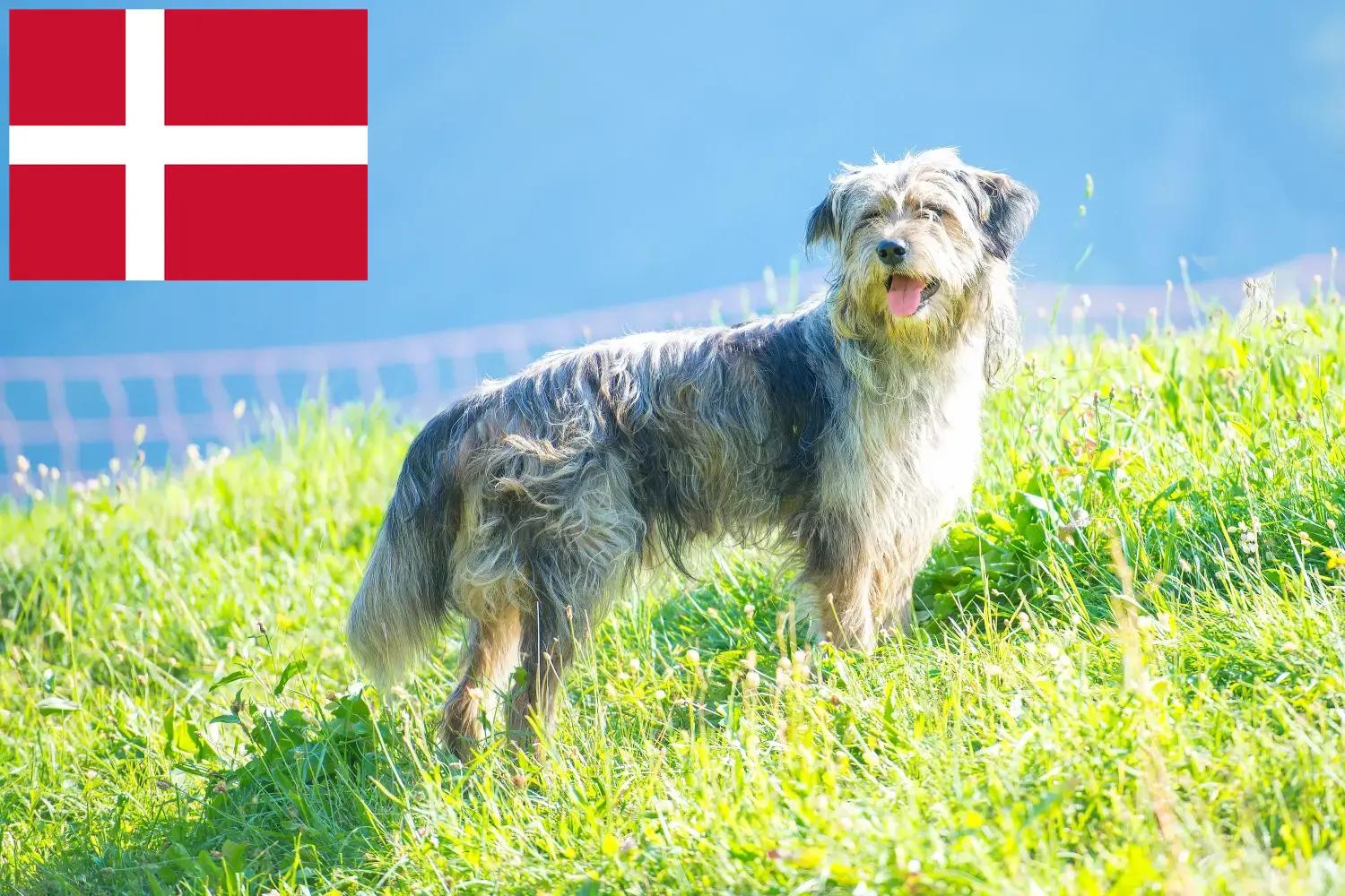 Read more about the article Bergamasker Shepherd Dog Breeder and Puppies in Denmark