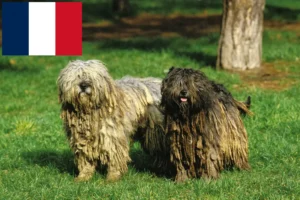 Read more about the article Bergamasco Shepherd Dog Breeder and Puppies in France