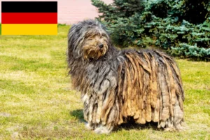 Read more about the article Bergamasco Shepherd Dog Breeders and Puppies in Germany