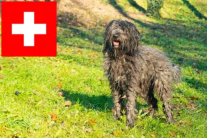 Read more about the article Bergamasco Shepherd Dog Breeders and Puppies in Switzerland