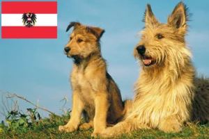 Read more about the article Berger de Picardie breeders and puppies in Austria
