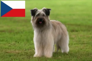 Read more about the article Berger des Pyrenees breeders and puppies in the Czech Republic