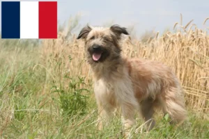 Read more about the article Berger des Pyrenees breeders and puppies in France