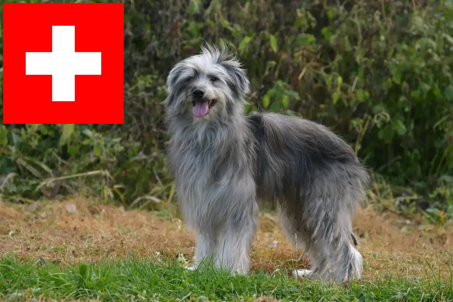 Read more about the article Berger des Pyrenees breeders and puppies in Switzerland