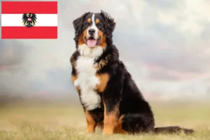 Read more about the article Bernese Mountain Dog Breeder and Puppies in Austria