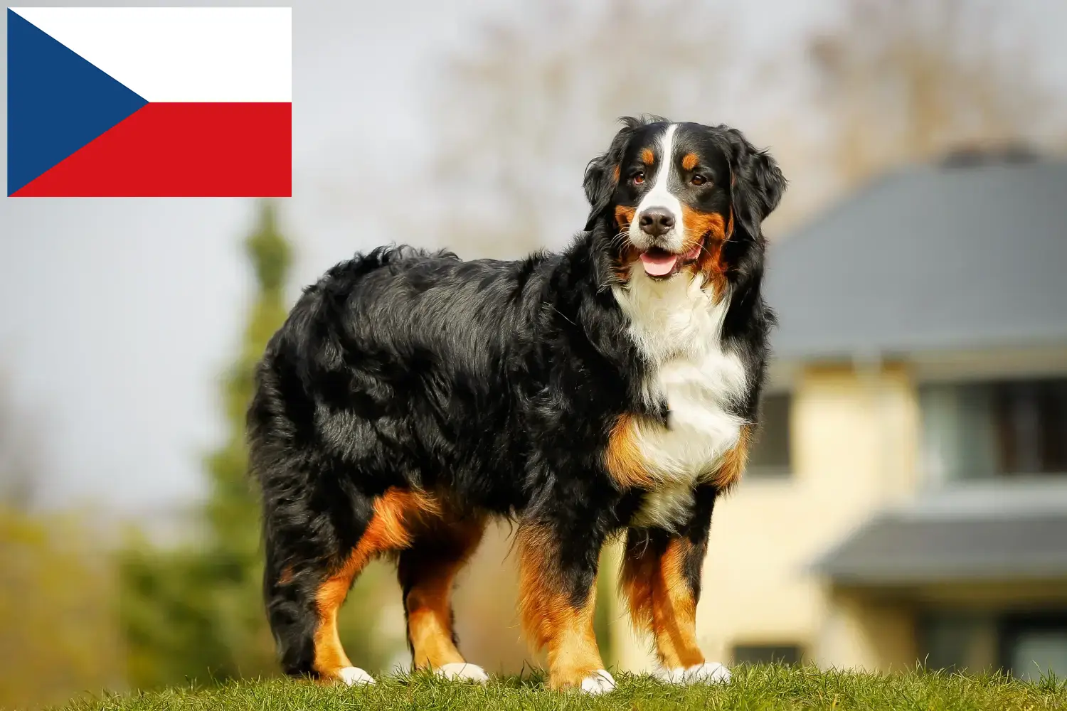 Read more about the article Bernese Mountain Dog Breeder and Puppies in the Czech Republic