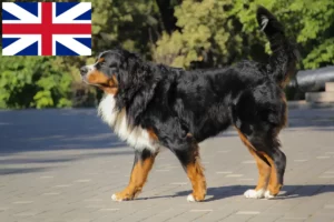 Read more about the article Bernese Mountain Dog Breeders and Puppies in Great Britain