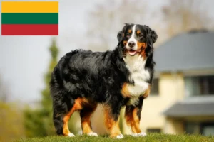 Read more about the article Bernese Mountain Dog Breeder and Puppies in Lithuania