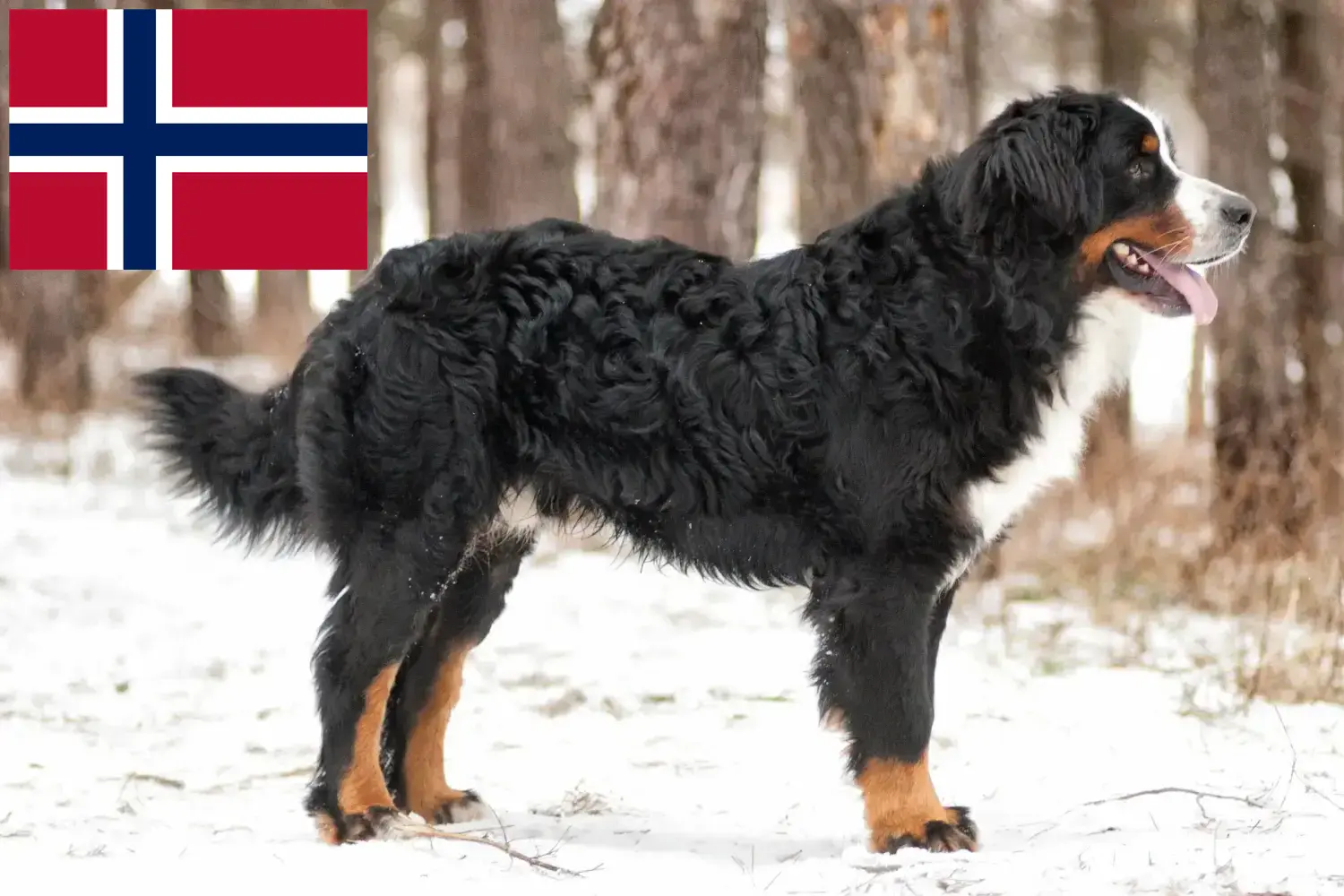 Read more about the article Bernese Mountain Dog Breeder and Puppies in Norway