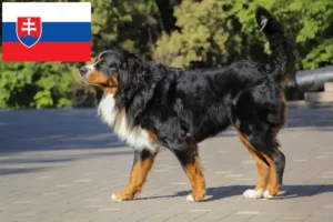 Read more about the article Bernese Mountain Dog Breeder and Puppies in Slovakia