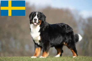 Read more about the article Bernese Mountain Dog Breeder and Puppies in Sweden