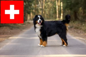 Read more about the article Bernese Mountain Dog breeders and puppies in Switzerland