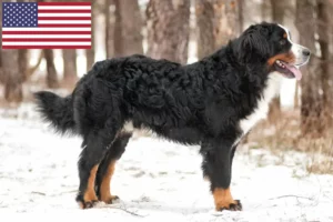 Read more about the article Bernese Mountain Dog Breeders and Puppies in the USA